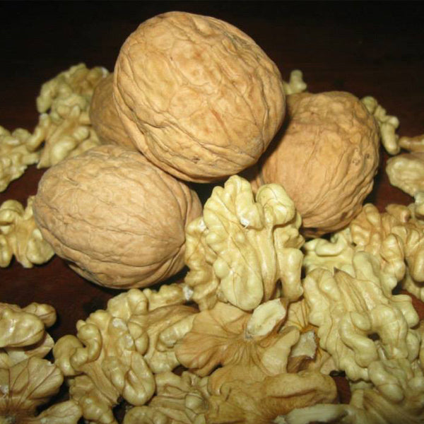 Nuez Chandler  Mariposa Extra Light